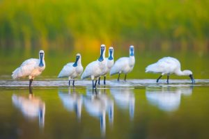 Глобалната мангрова визия на Китай пуска корени в Шенжен