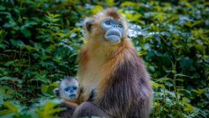 AI клип: Откриване на повече от Хефей след Гала на Пролетния фестивал